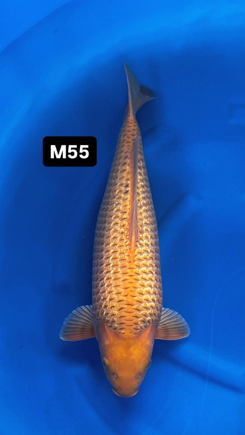 E. Kamboja Prize 51 - 55 cm