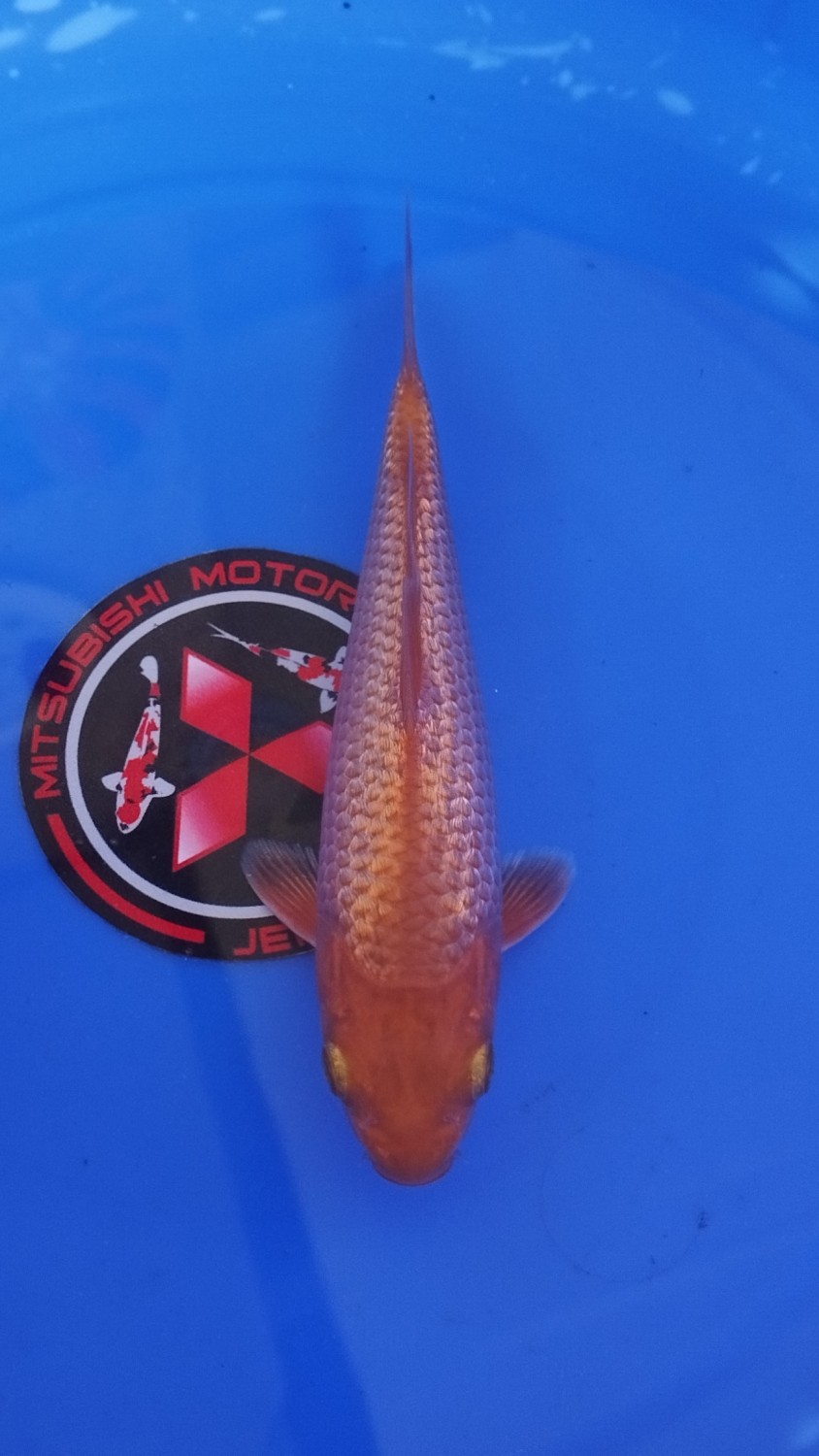 Juara 2