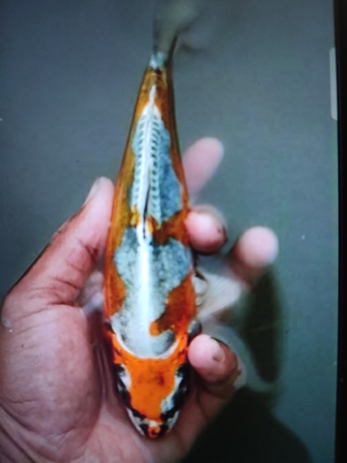 C. Anggrek Prize 16 - 20 cm