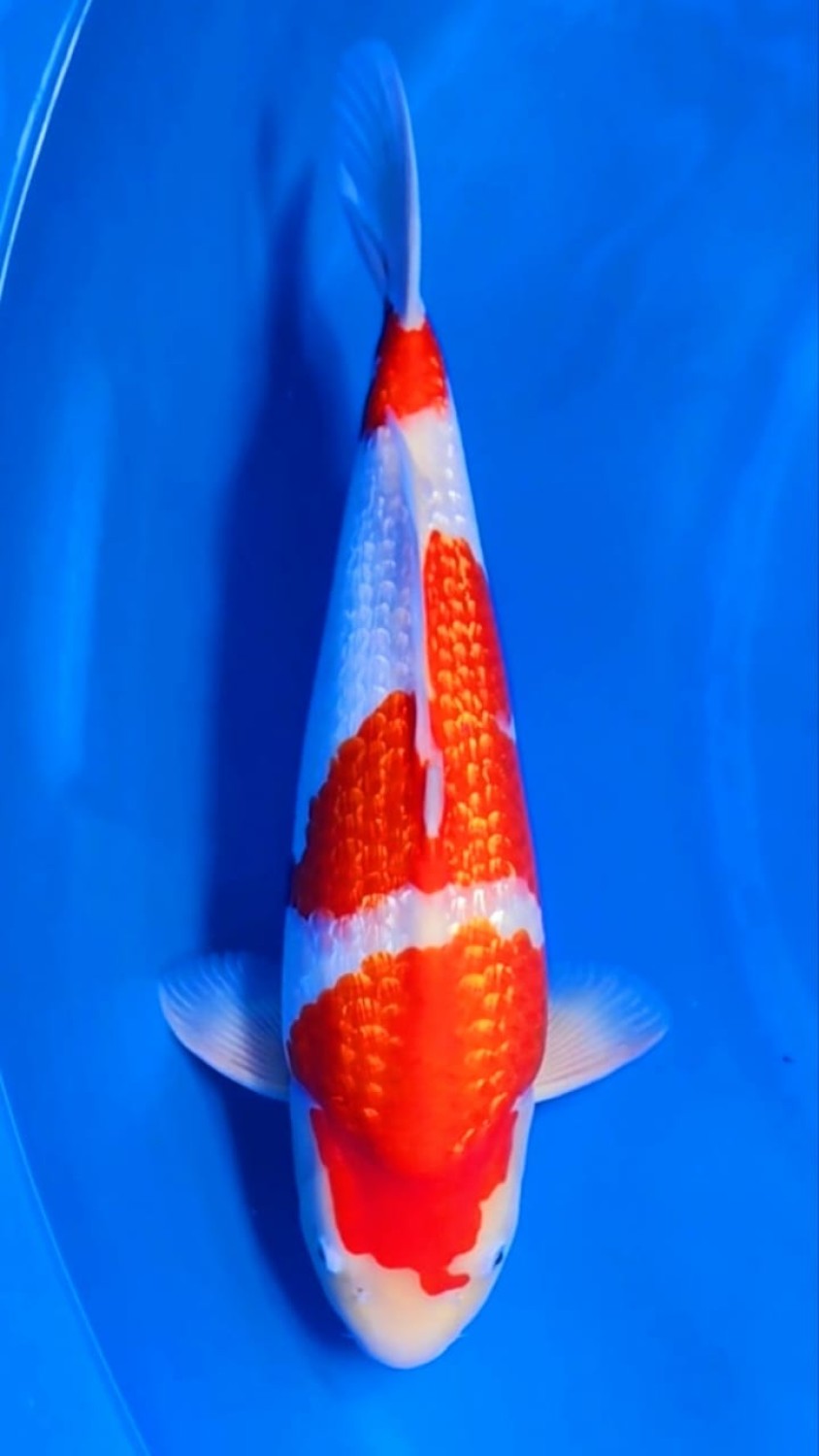 B. Melati Adult Champion