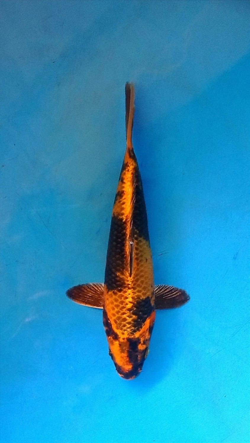 Juara 3