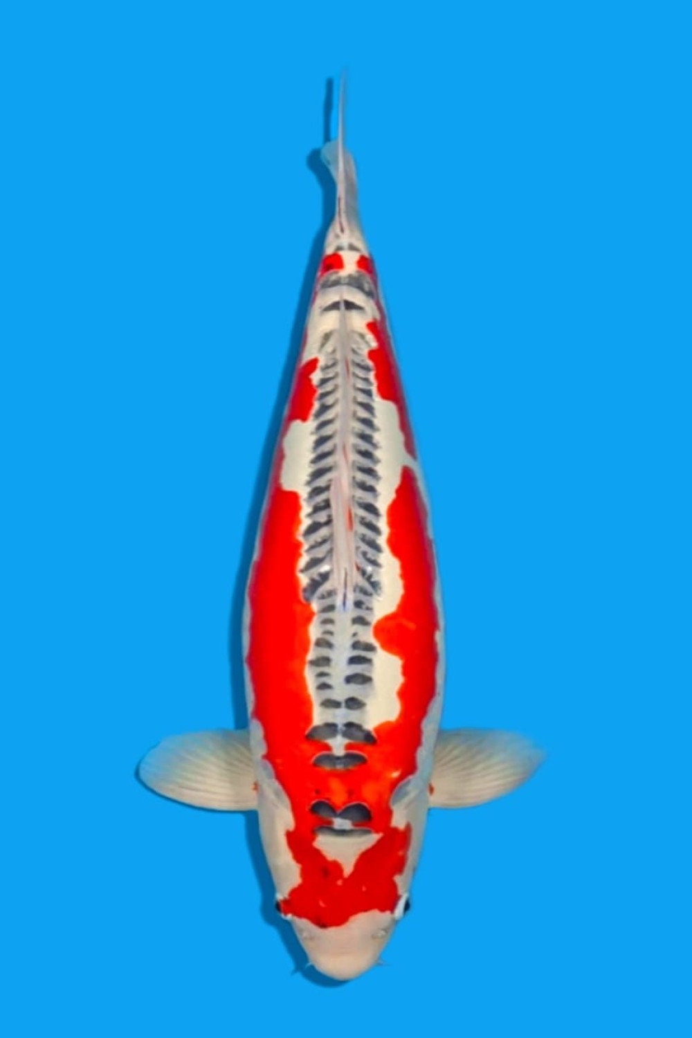 D. Cempaka Prize 71 - 75 cm