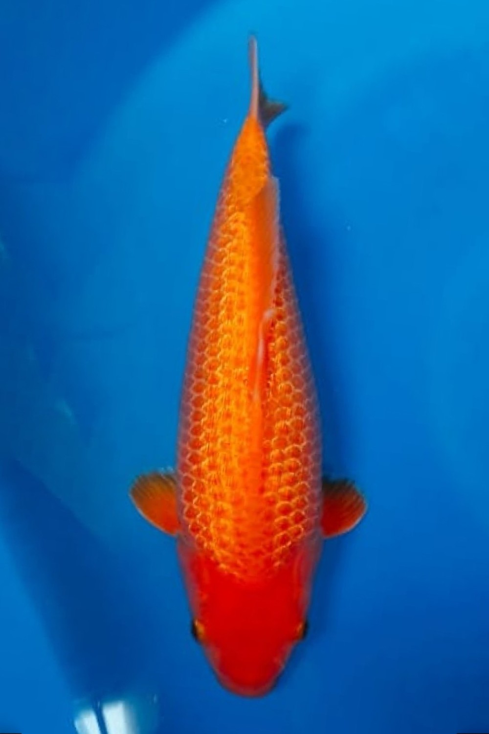 Juara 1