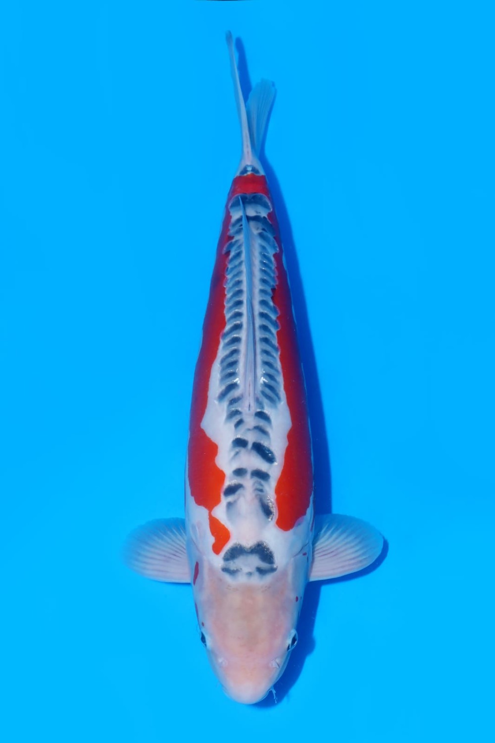 D. Cempaka Adult Champion