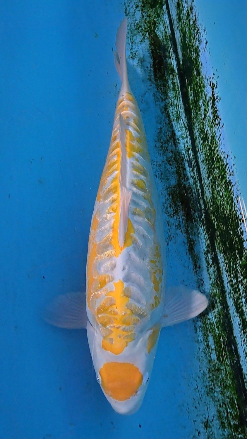 Juara 1