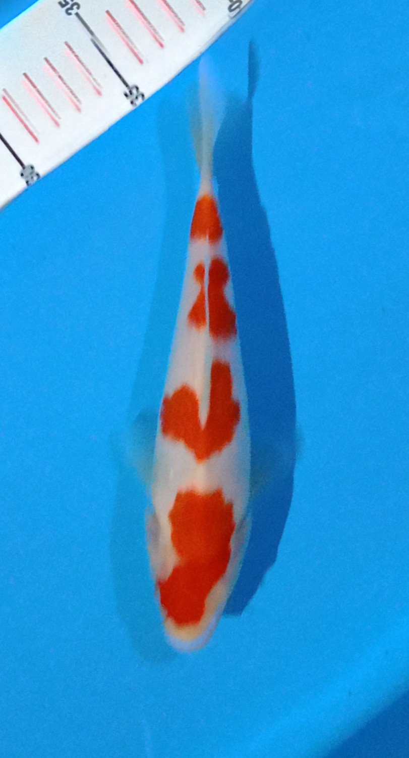 Juara 5