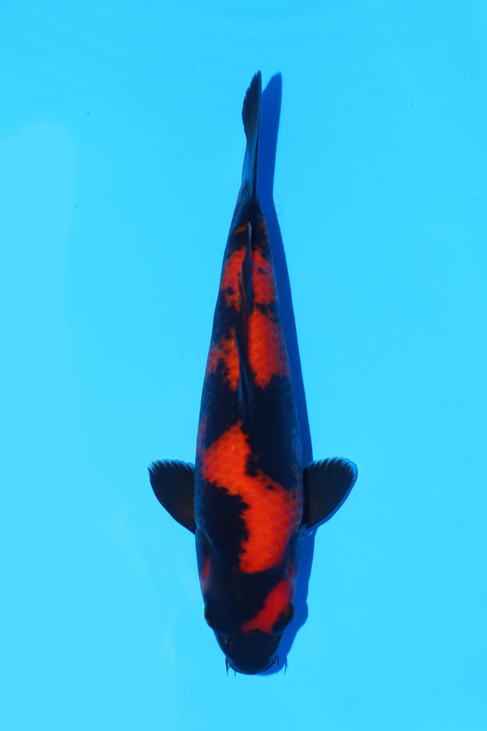 Juara 1