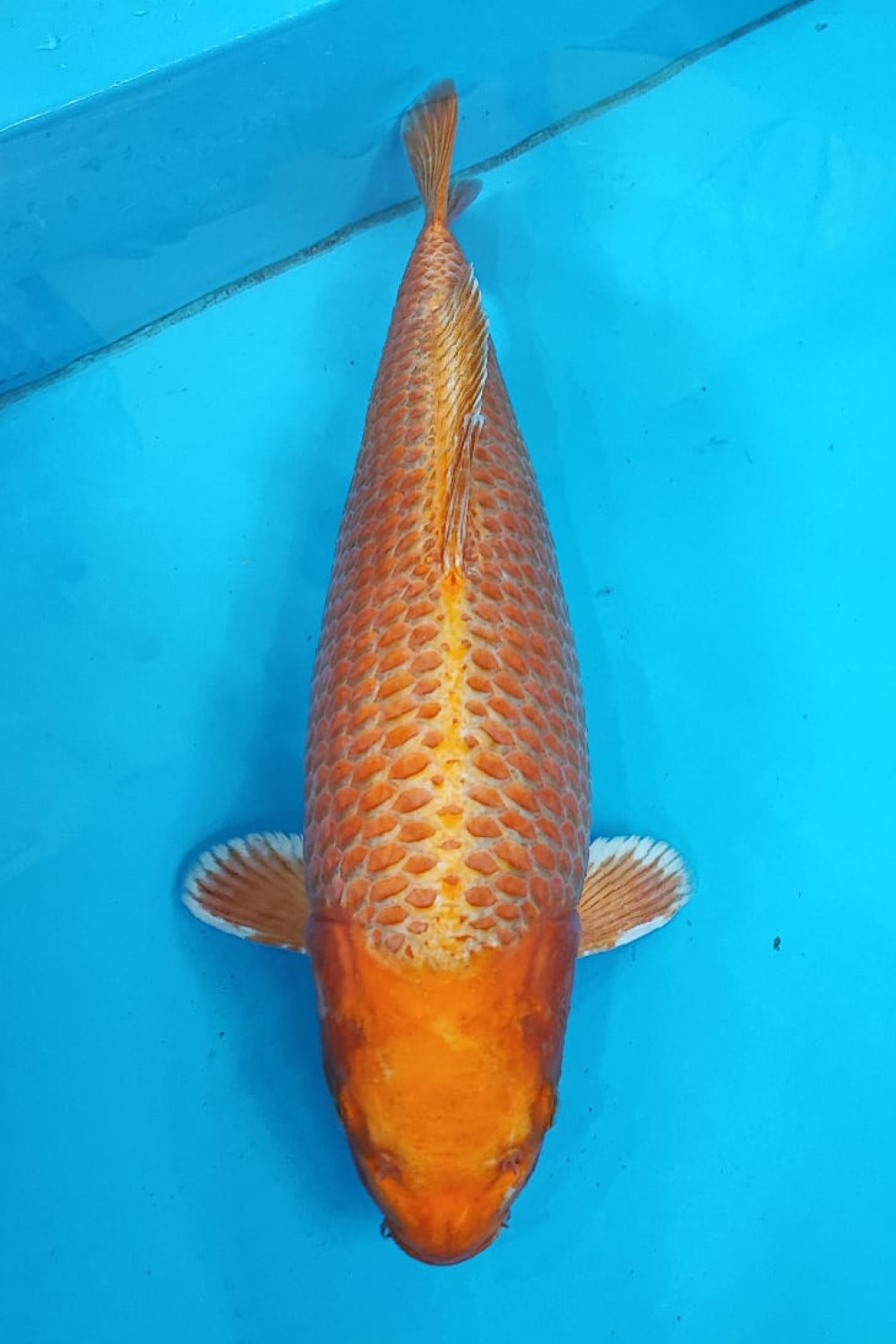 Juara 4