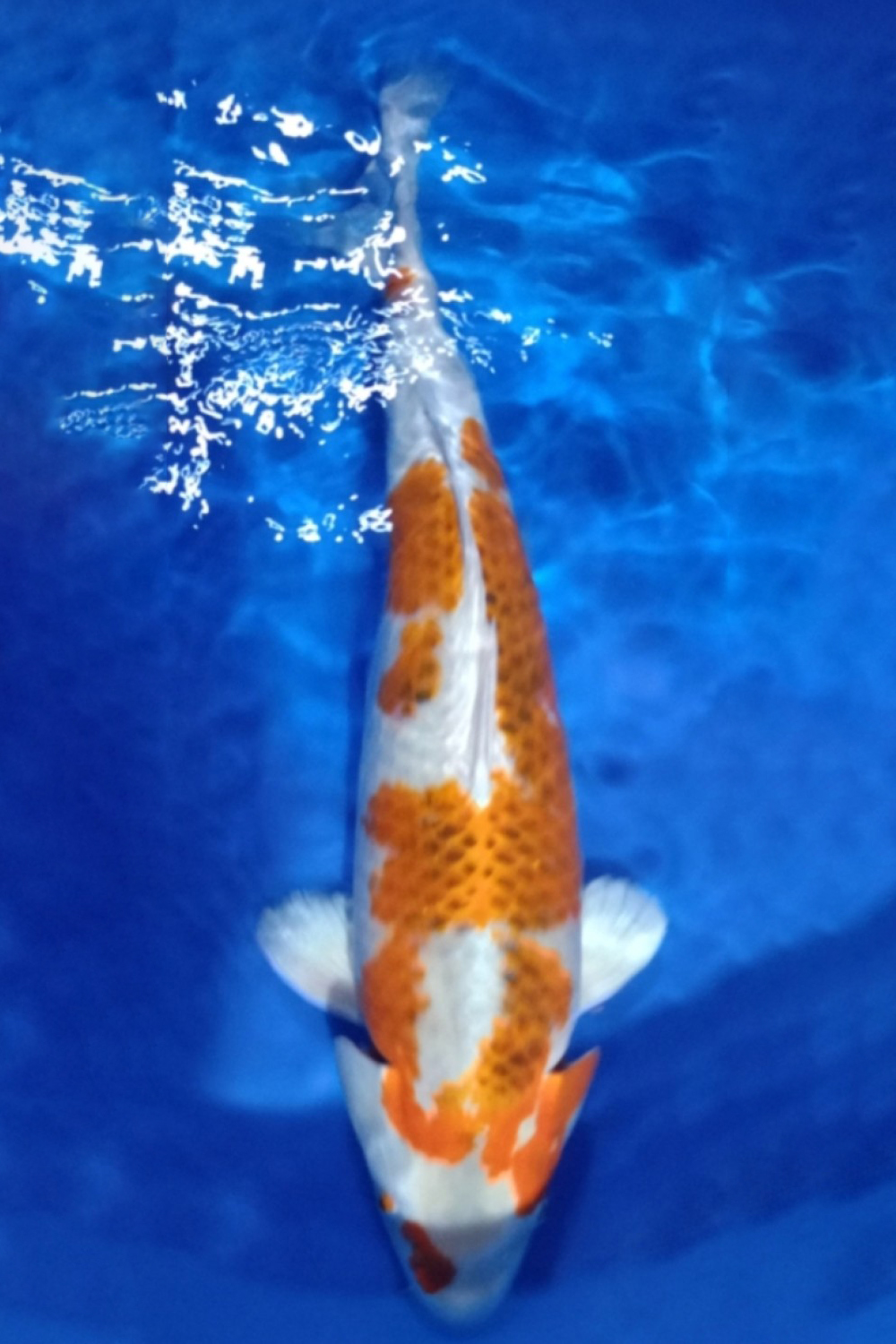 Juara 1
