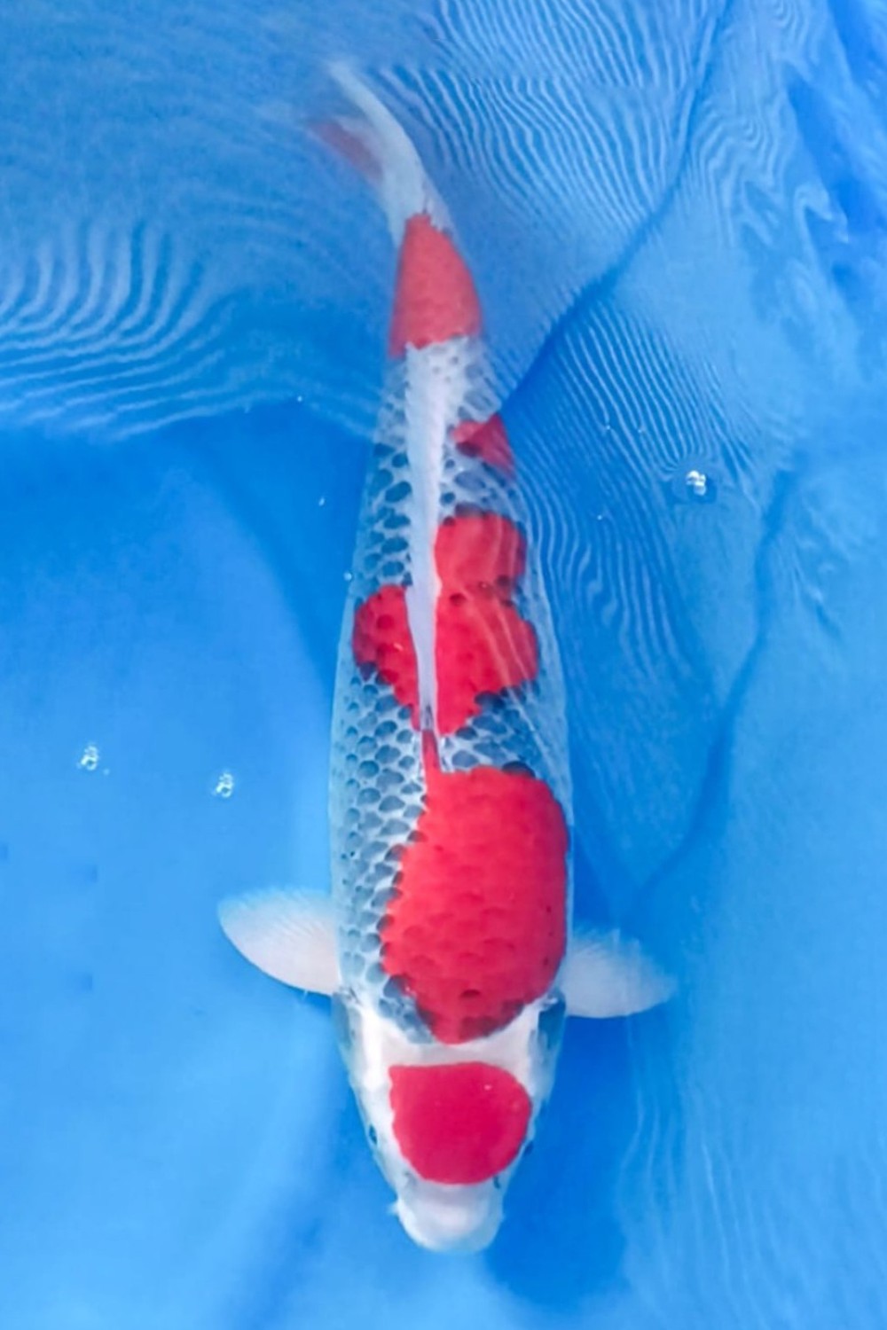 Juara 2