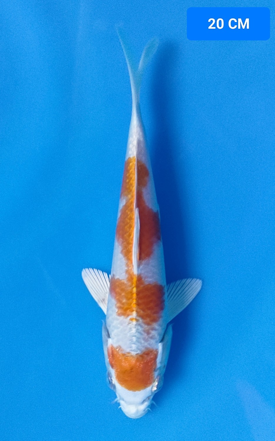 Juara 3