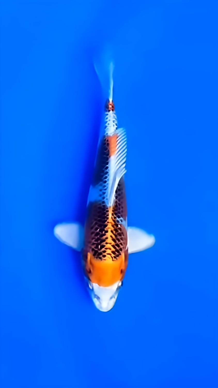 Juara 1
