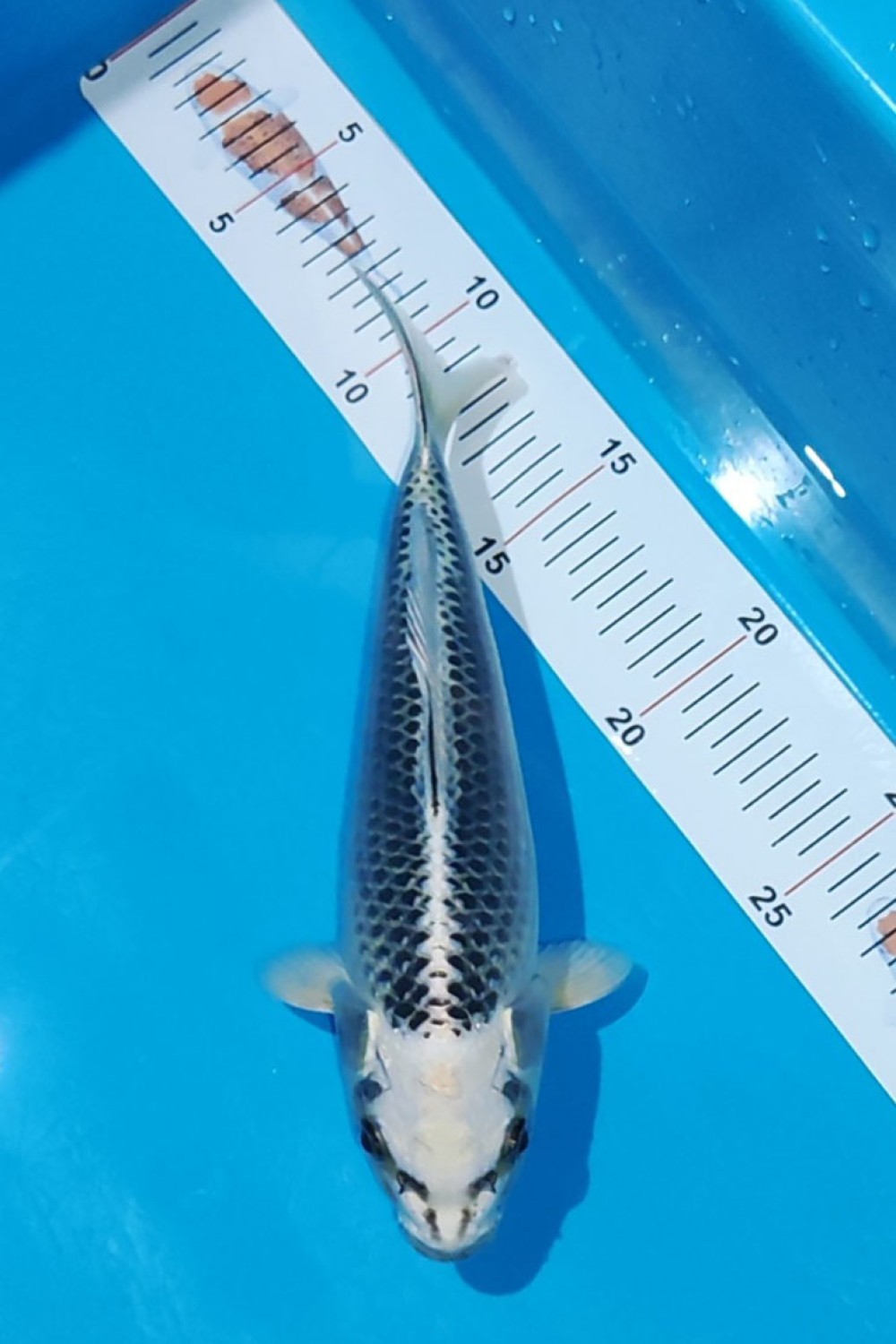 Juara 1
