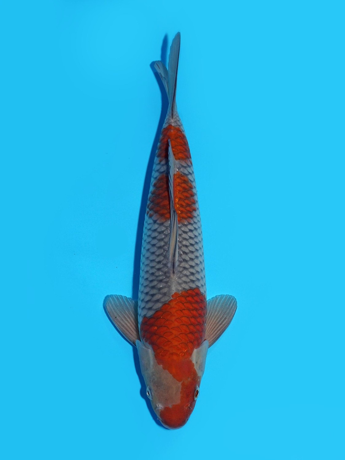 Juara 2