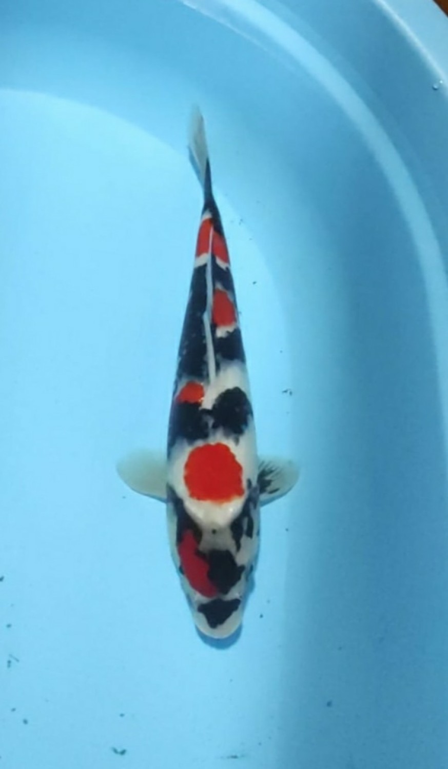 Juara 1