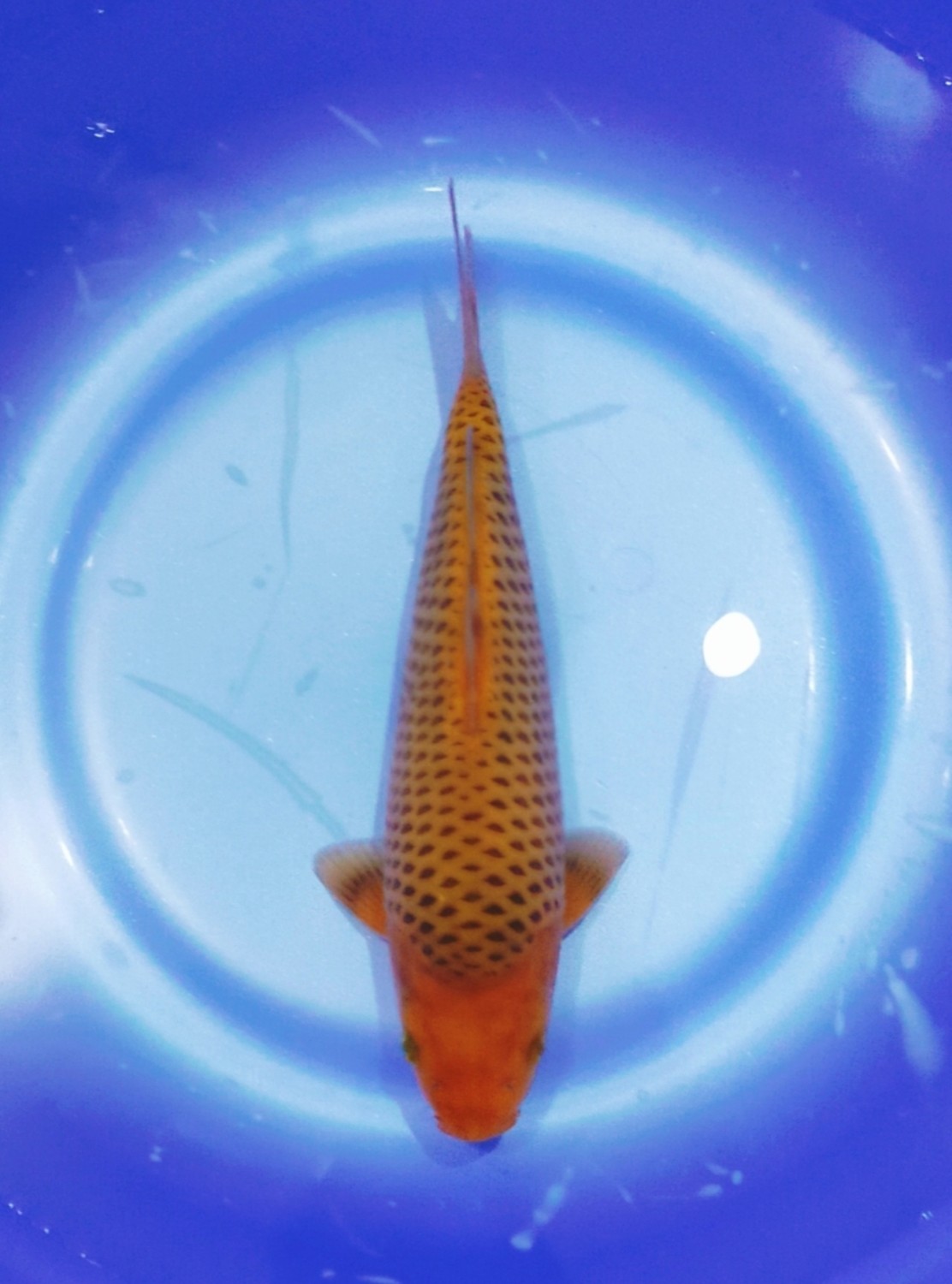 E. Kamboja Baby Champion