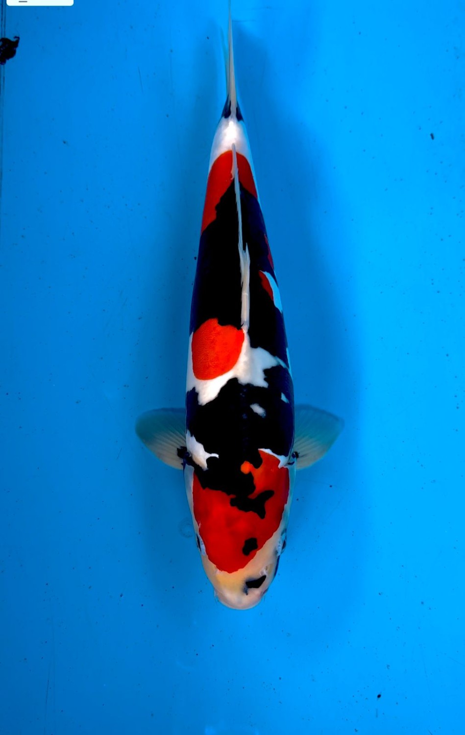 C. Anggrek Prize 36 - 40 cm