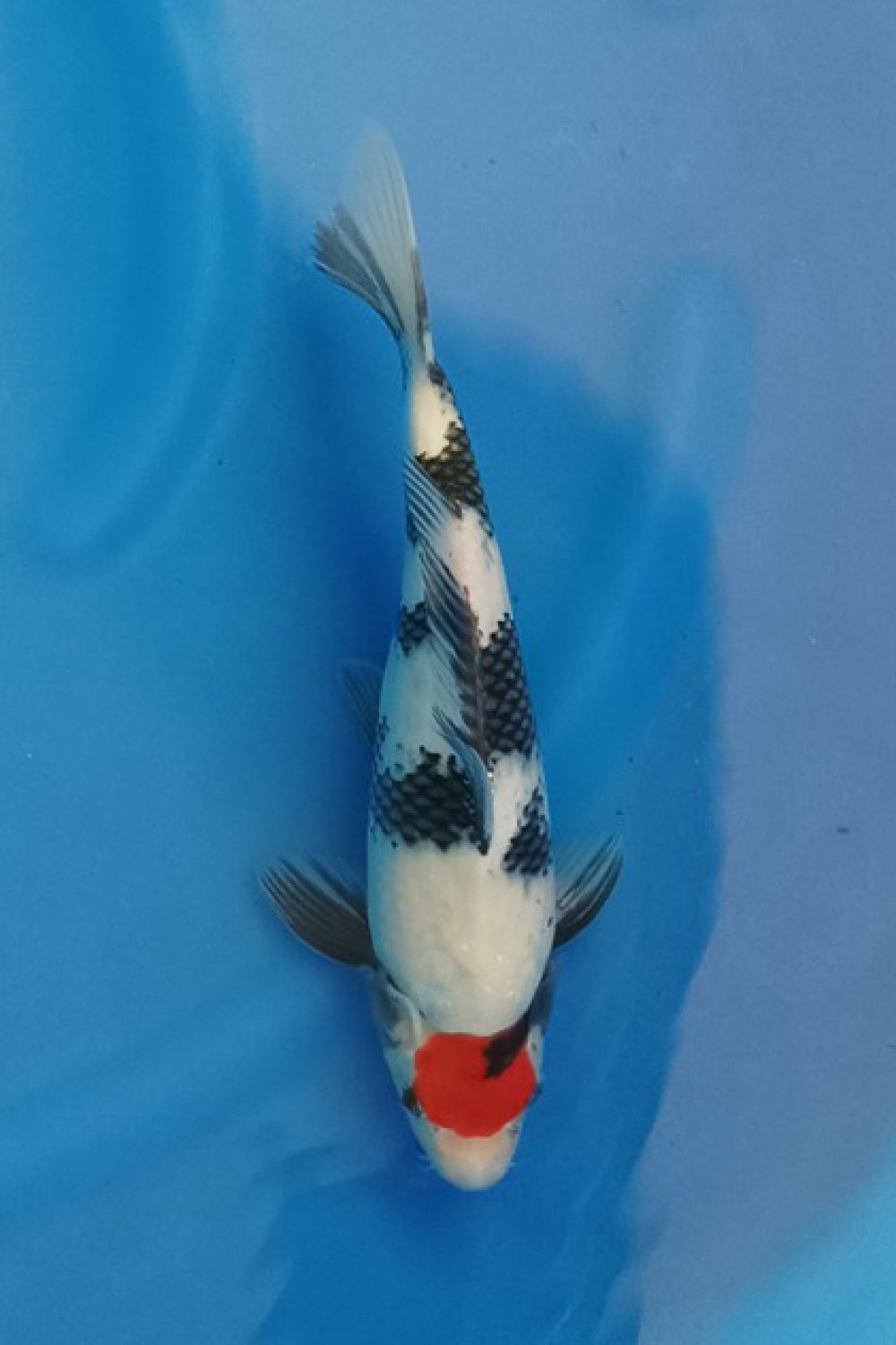 Juara 1
