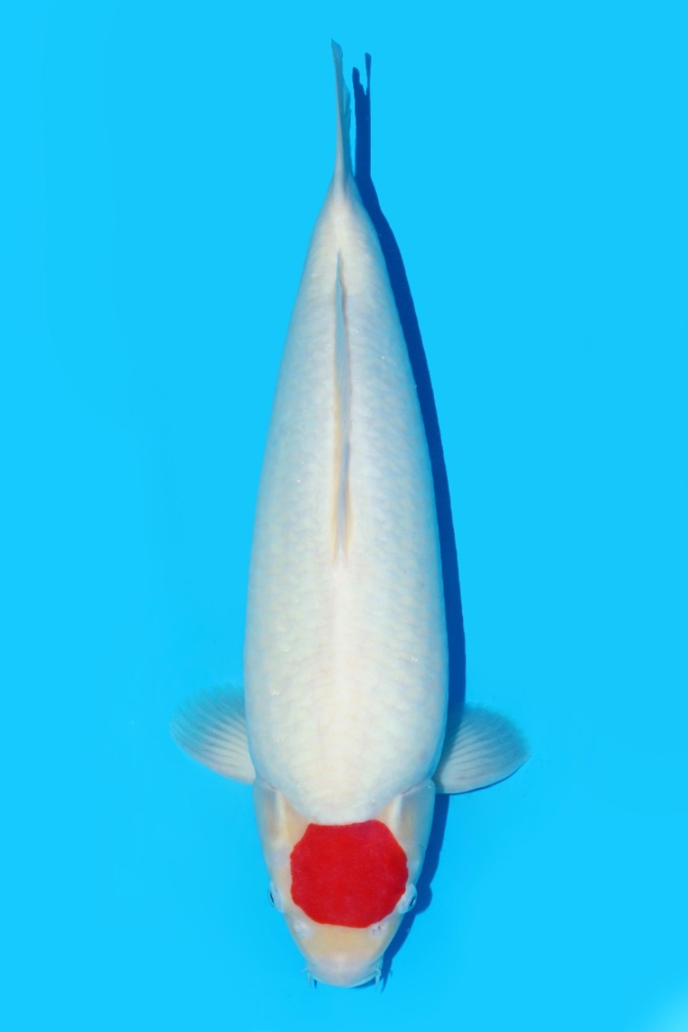 C. Anggrek Mature Champion