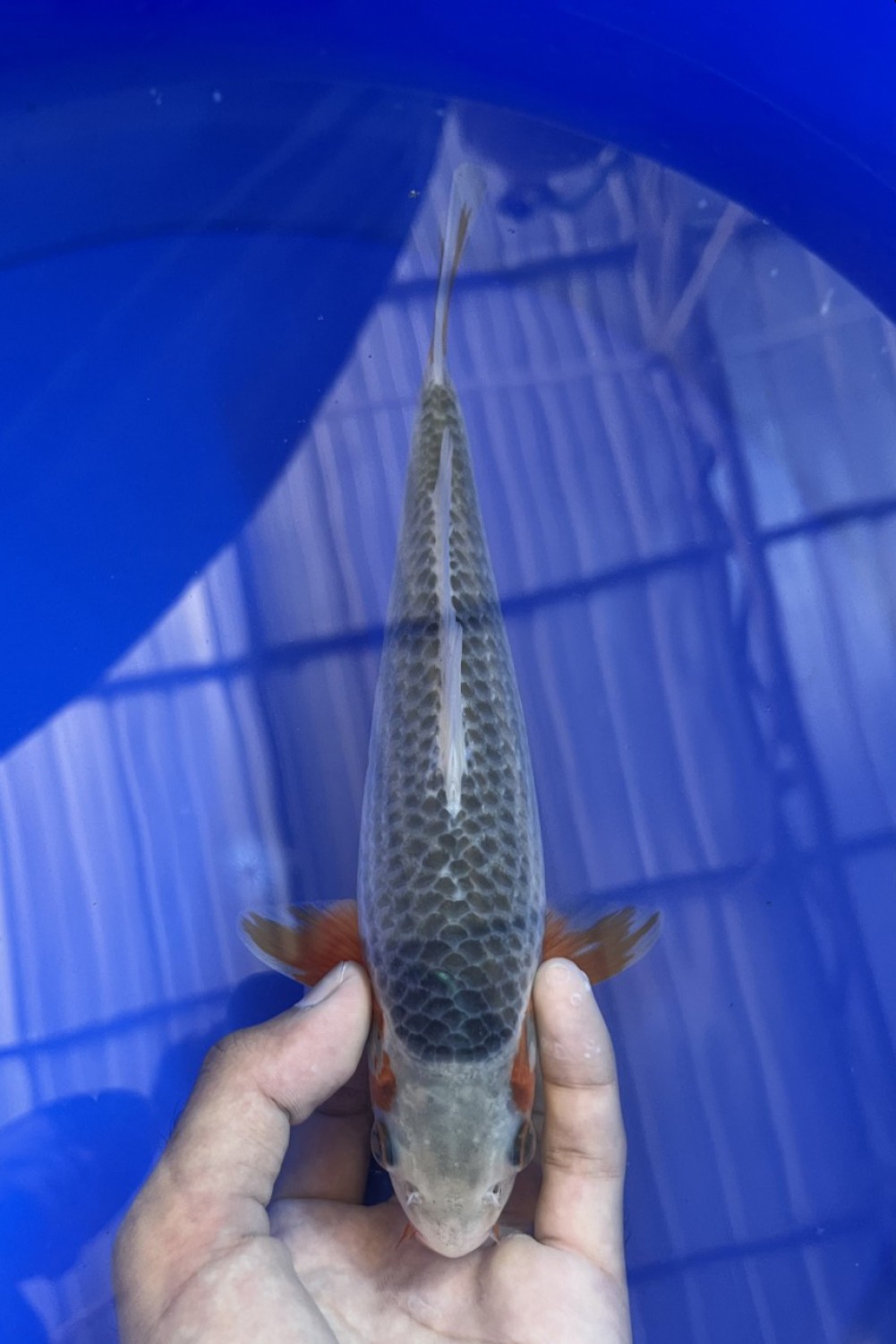 Juara 3