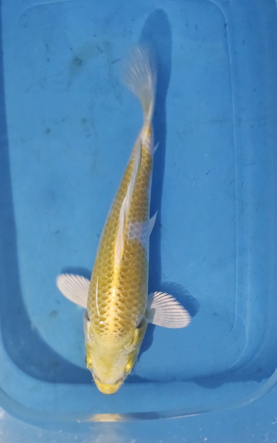 Juara 1