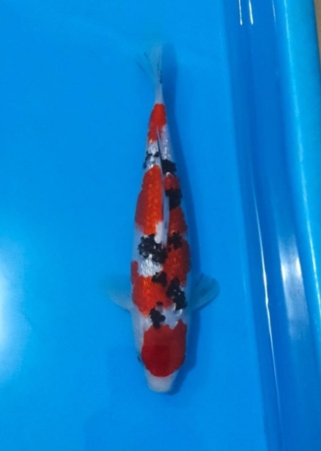 Juara 3