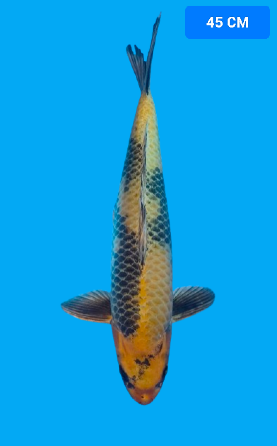 Juara 3