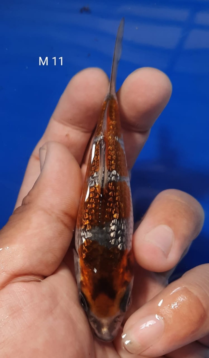 Juara 5
