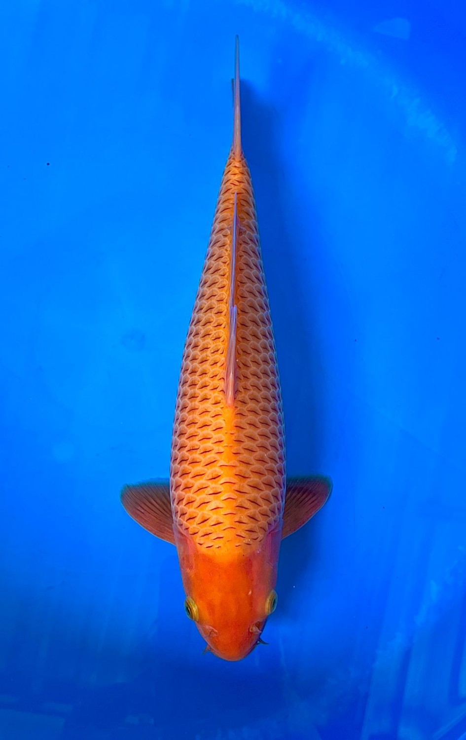 Juara 5