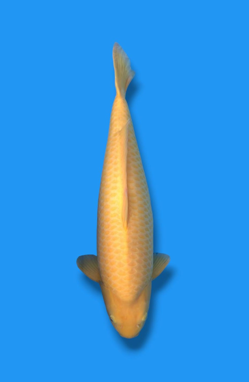 Juara 2