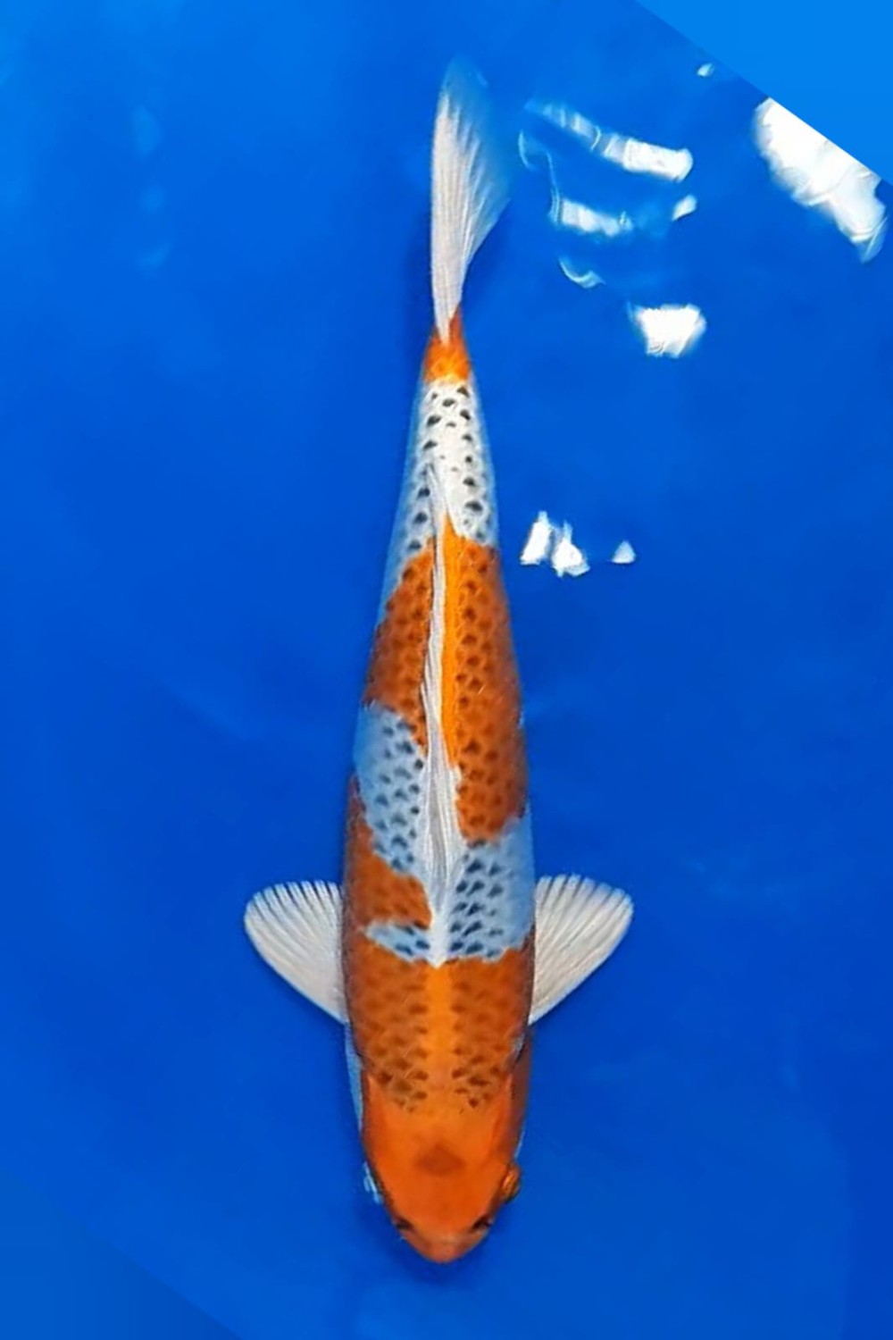 Juara 2