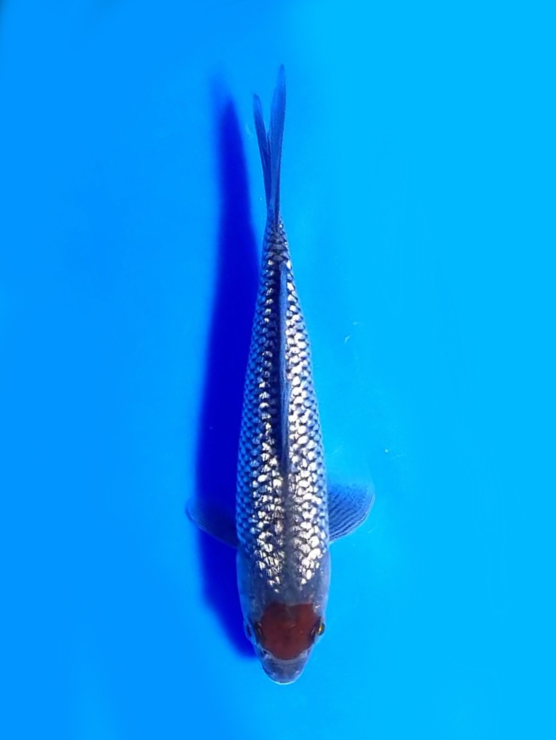 Juara 5