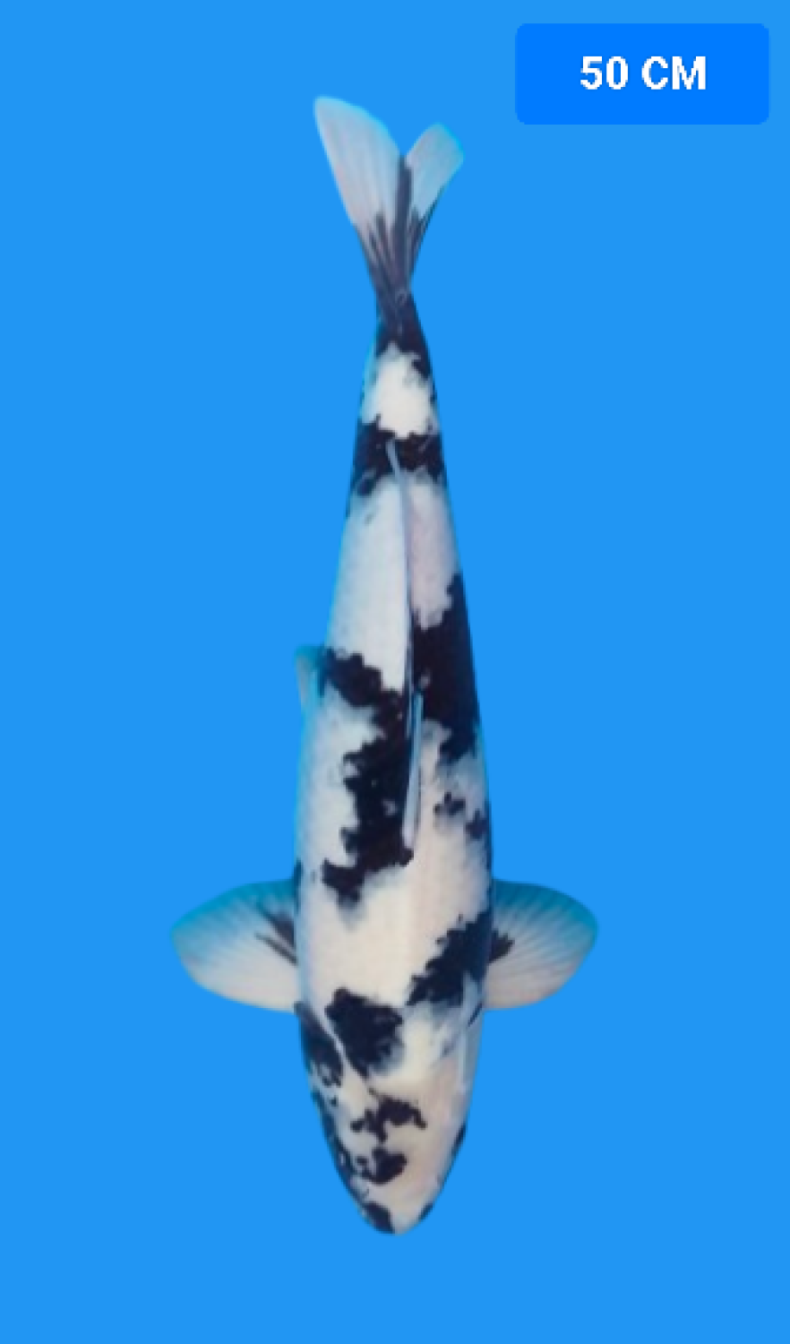 Juara 2