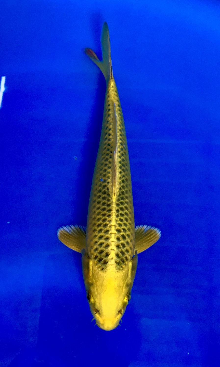 Juara 2