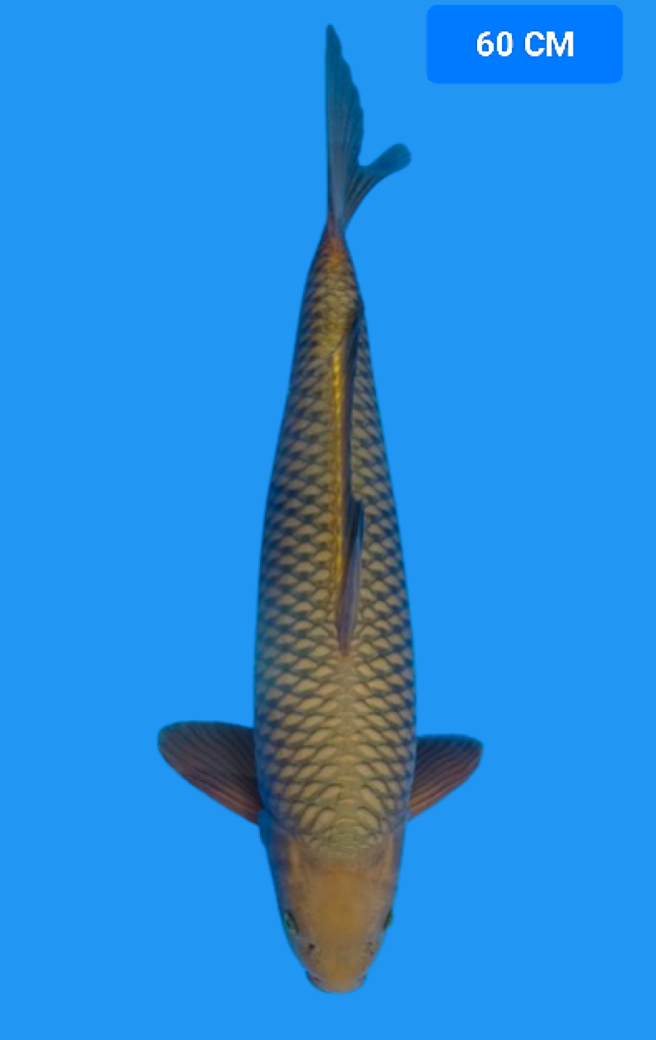 Juara 3