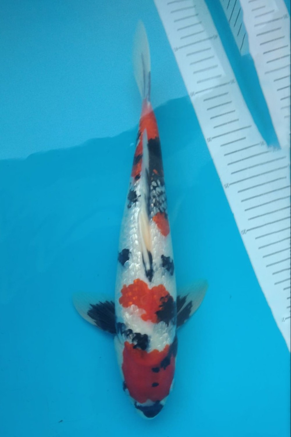 Juara 1