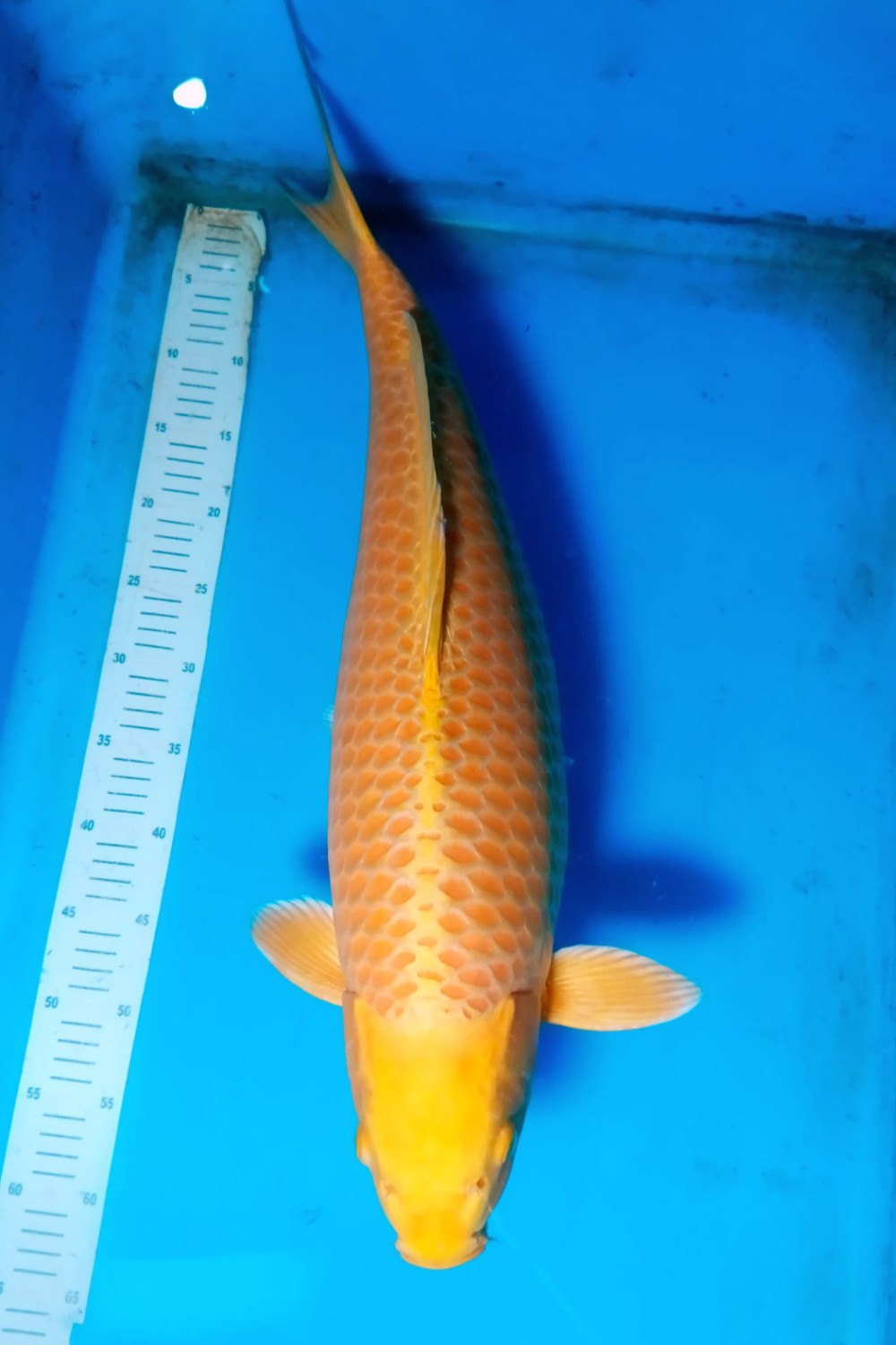 Juara 1