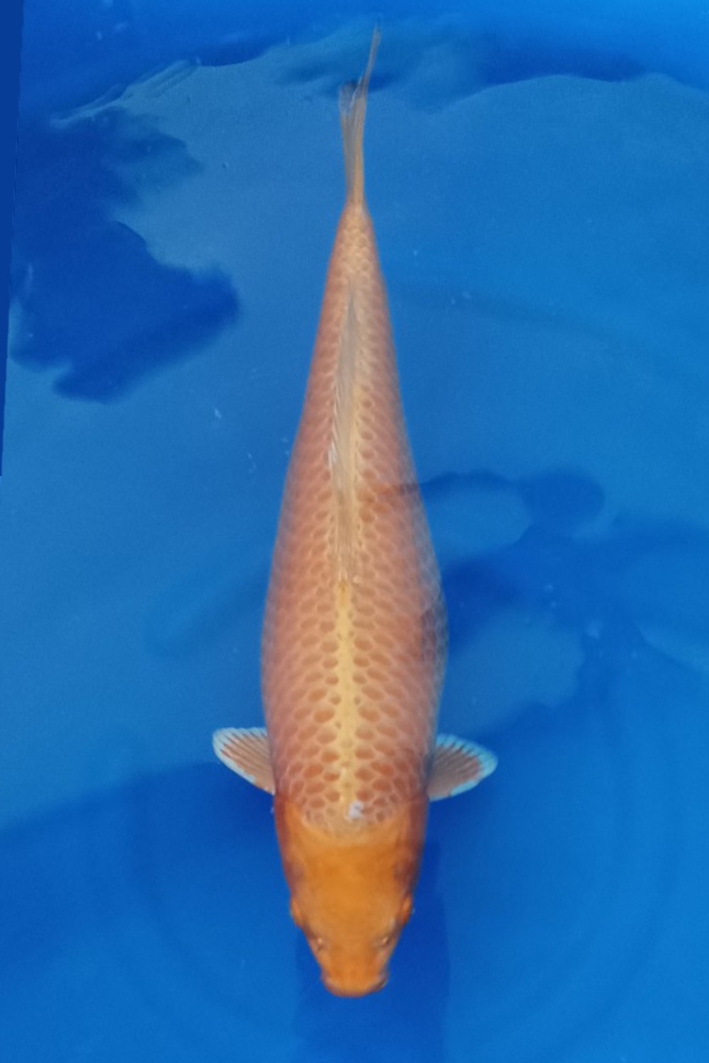 Juara 3
