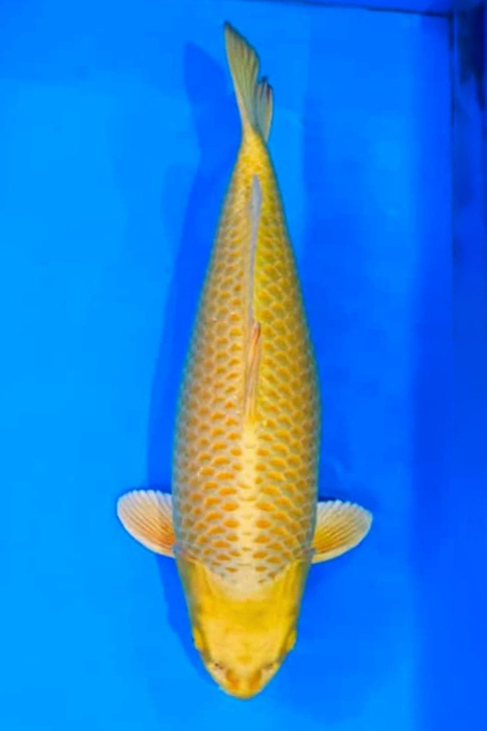 Juara 2