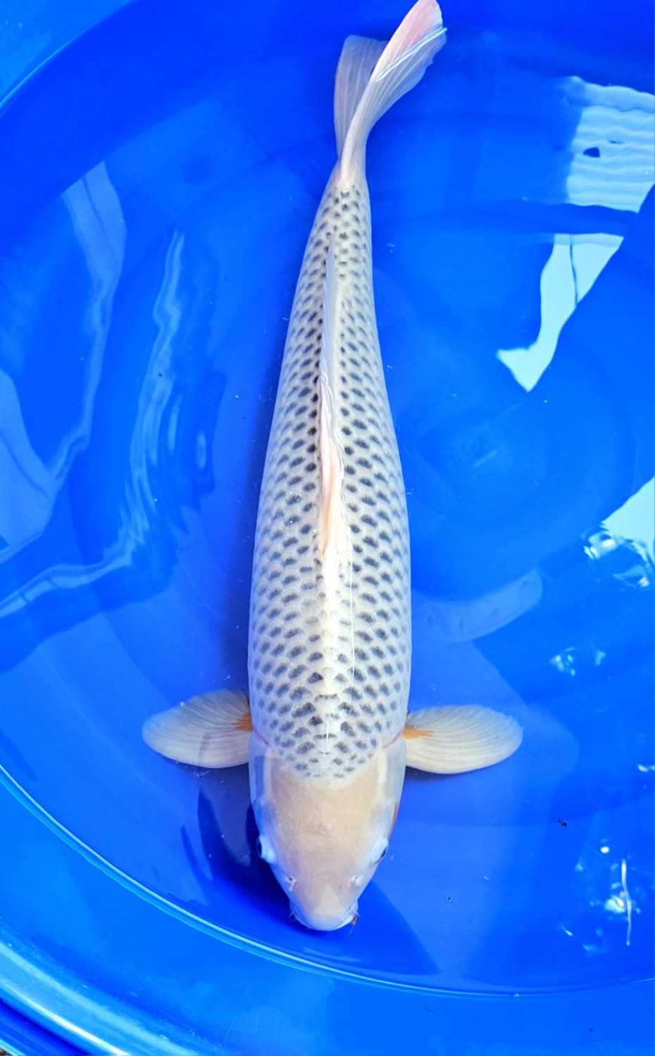 Juara 2
