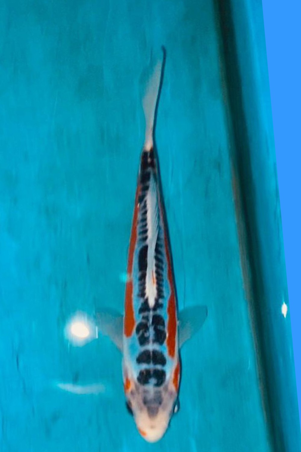 Juara 2