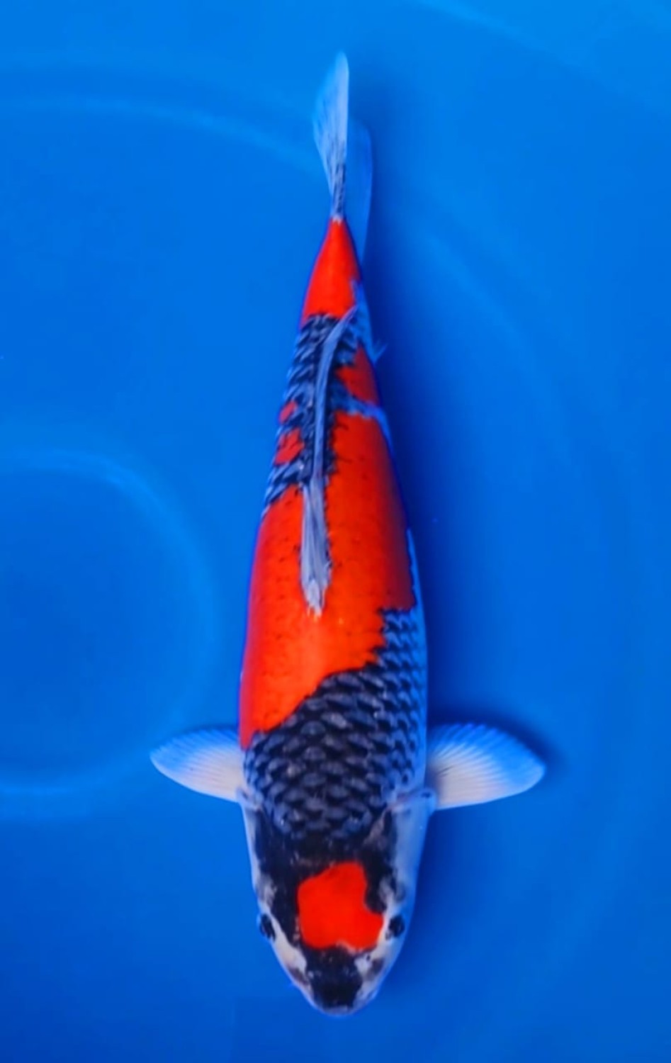 Juara 1