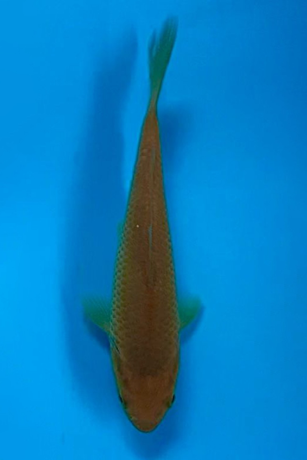 Juara 3