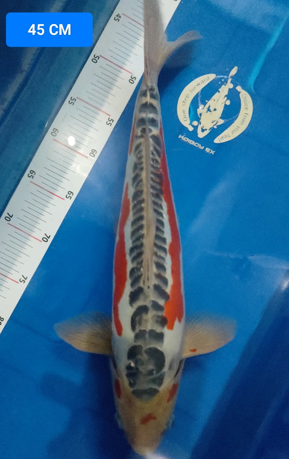 Juara 2