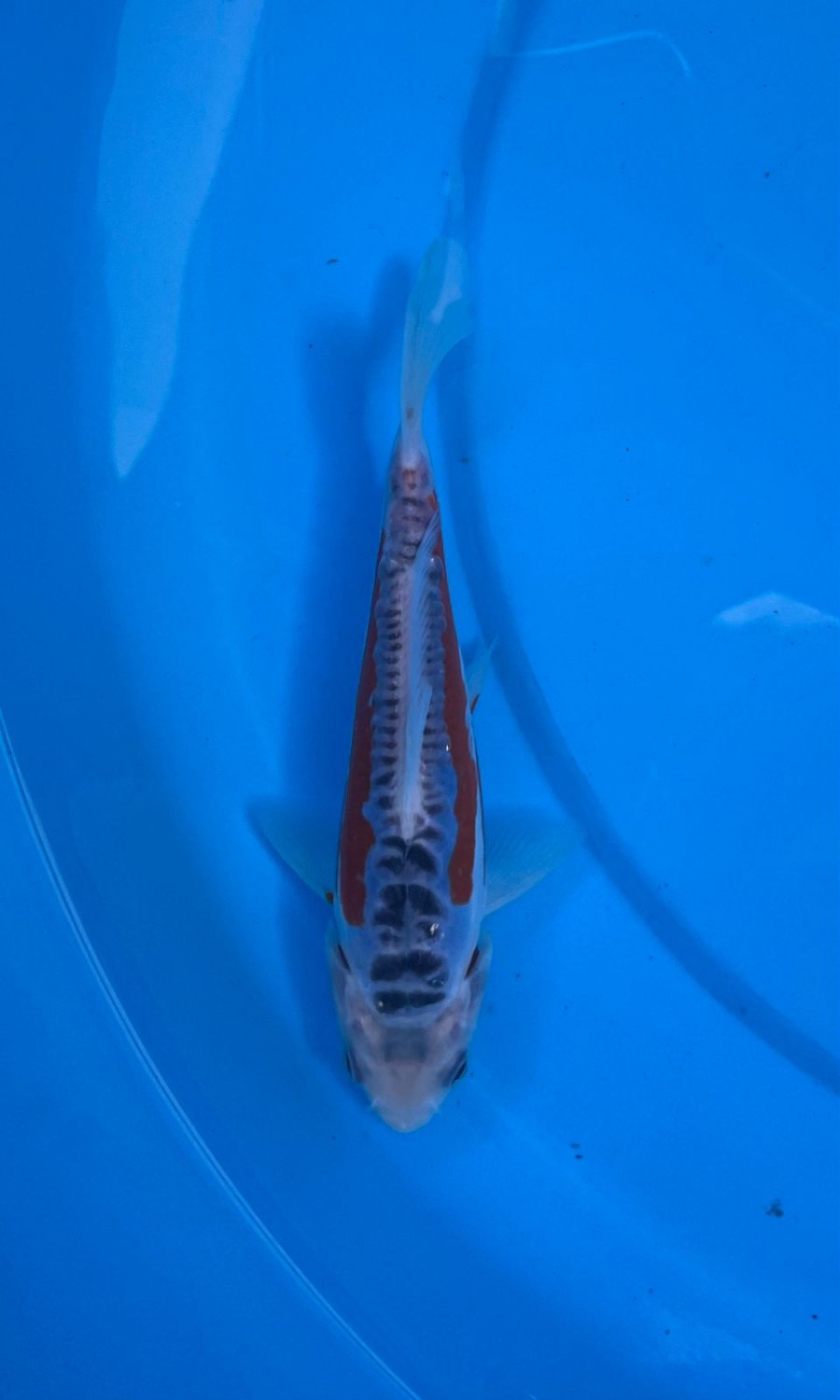 D. Cempaka Prize 13 - 15 cm
