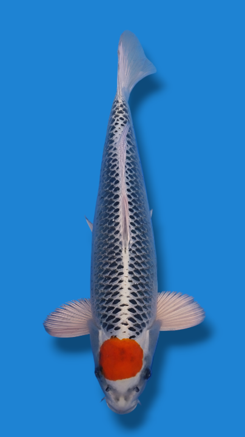 Juara 1