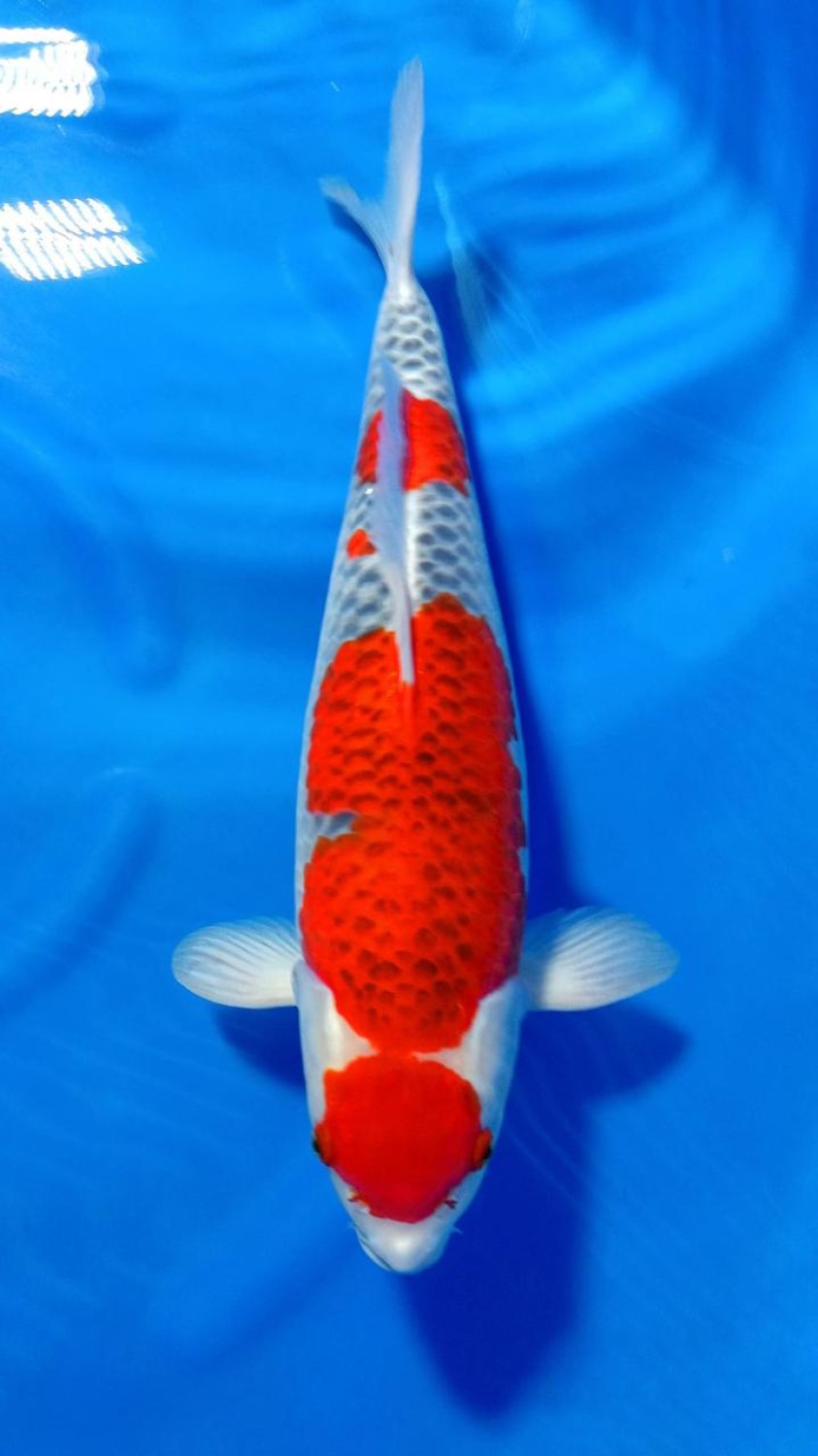 Juara 1