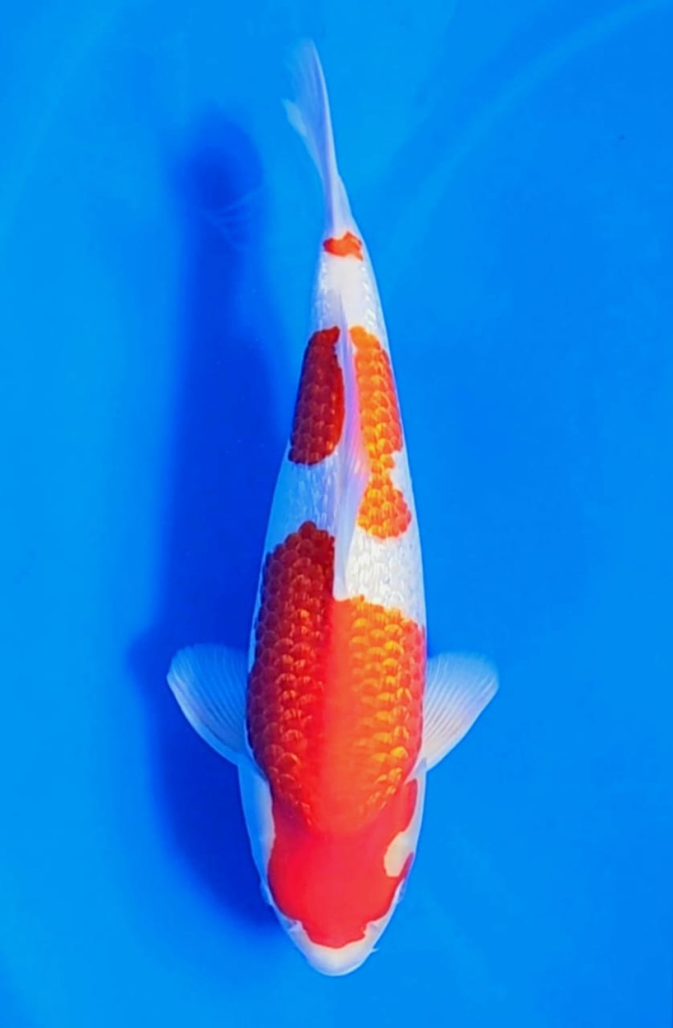 Juara 1