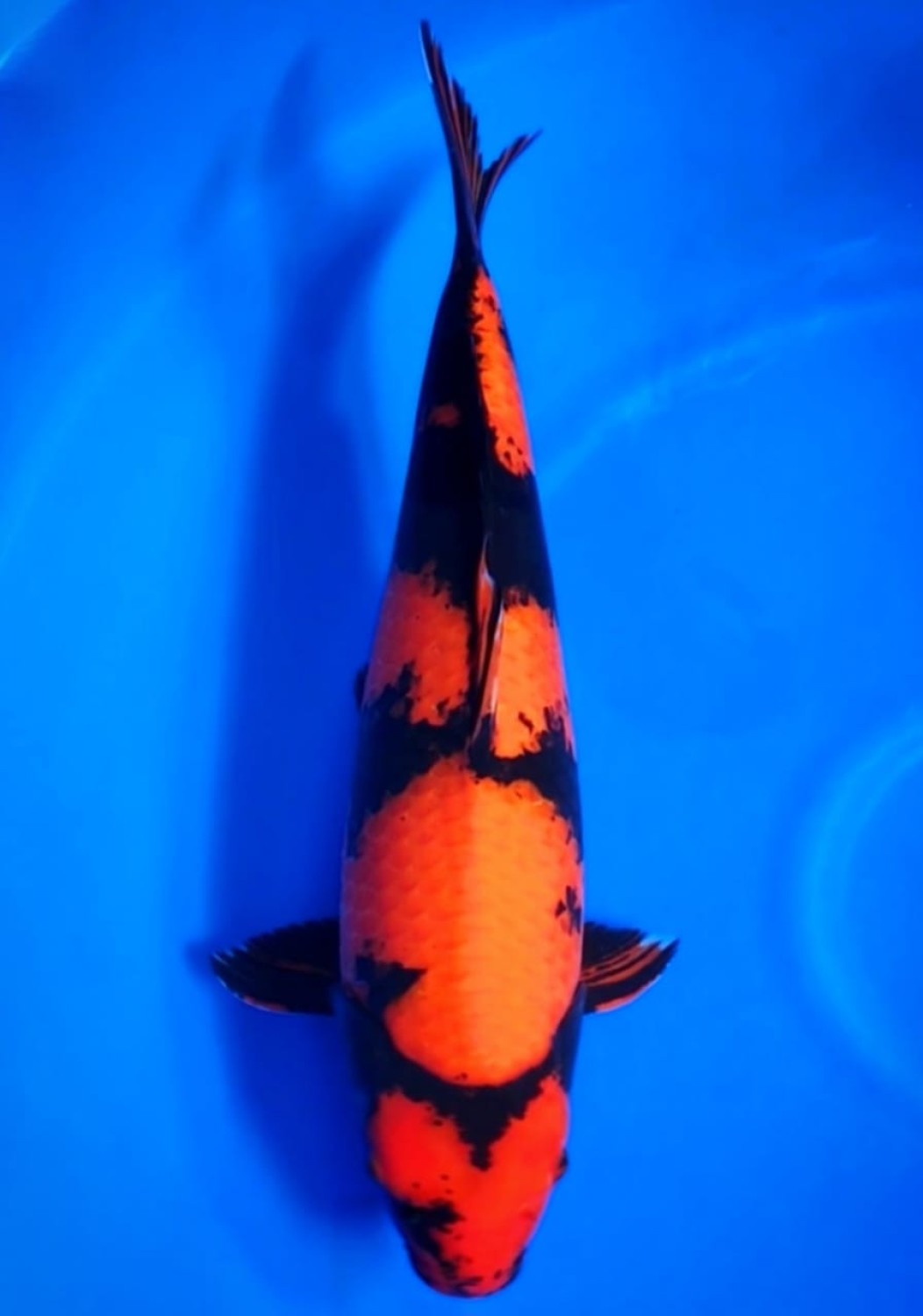 D. Cempaka Mature Champion