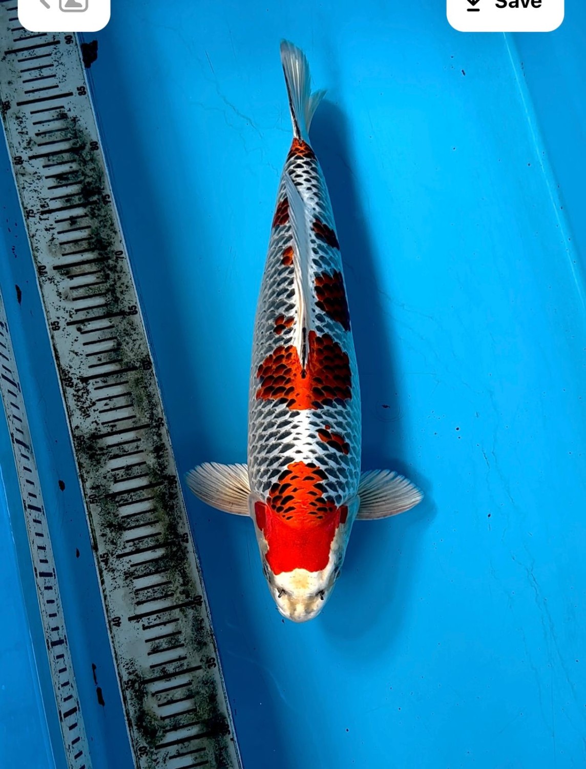 B. Melati Prize 41 - 45 cm